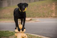 Tip Top K9 Tulsa Dog Training image 5